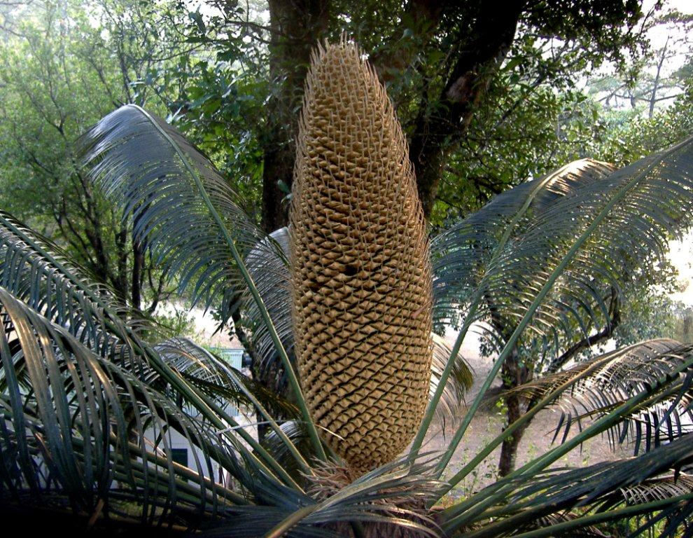 Cycas pectinata eFlora of India